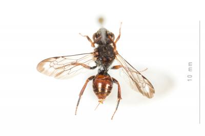  Nomada beaumonti Schwarz, 1967