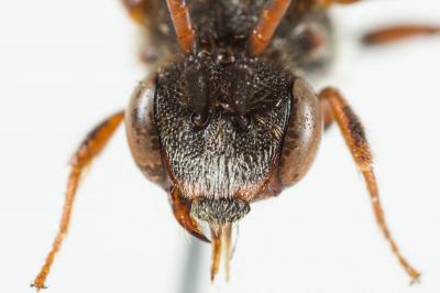  Nomada beaumonti Schwarz, 1967