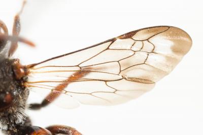  Nomada beaumonti Schwarz, 1967