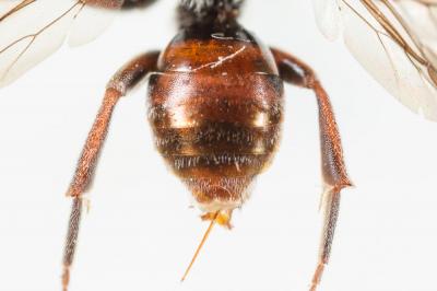  Nomada beaumonti Schwarz, 1967