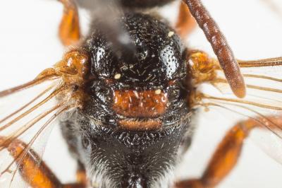  Nomada panurgina Morawitz, 1869