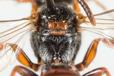 Nomada panurgina Morawitz, 1869