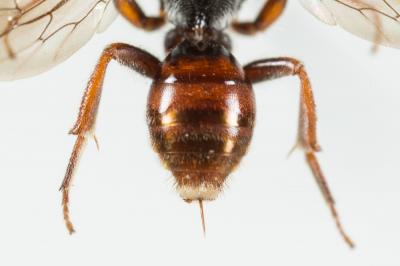  Nomada panurgina Morawitz, 1869