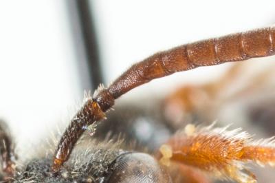  Nomada panurgina Morawitz, 1869