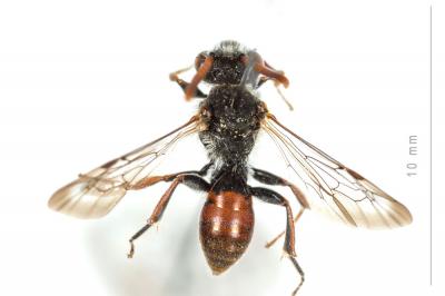  Nomada femoralis Morawitz, 1869