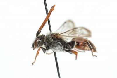  Nomada femoralis Morawitz, 1869