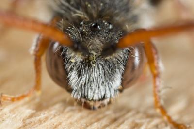  Nomada femoralis Morawitz, 1869