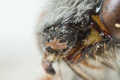  Nomada femoralis Morawitz, 1869