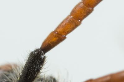  Nomada femoralis Morawitz, 1869