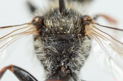  Nomada femoralis Morawitz, 1869