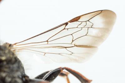  Nomada femoralis Morawitz, 1869