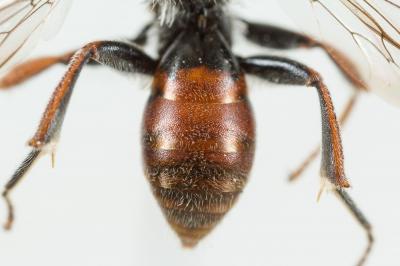  Nomada femoralis Morawitz, 1869