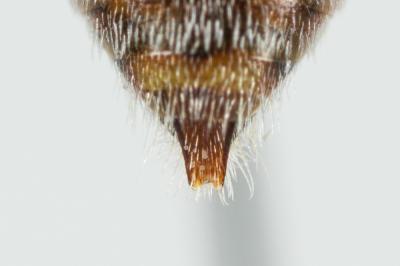  Nomada femoralis Morawitz, 1869