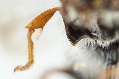  Nomada femoralis Morawitz, 1869