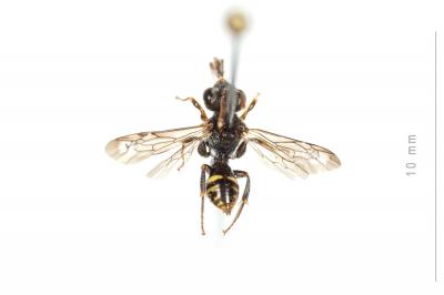  Nomada distinguenda Morawitz, 1874