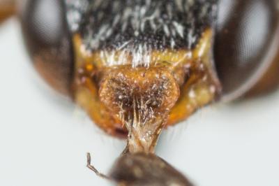  Nomada distinguenda Morawitz, 1874