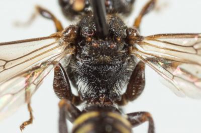  Nomada distinguenda Morawitz, 1874