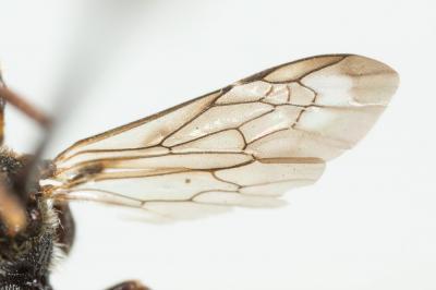  Nomada distinguenda Morawitz, 1874