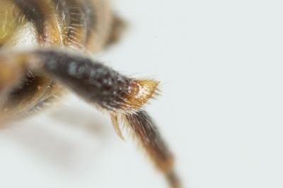  Nomada distinguenda Morawitz, 1874