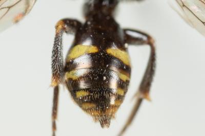  Nomada distinguenda Morawitz, 1874
