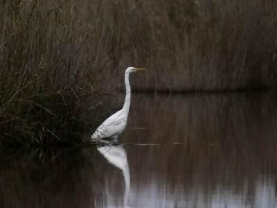 Grande Aigrette Ardea alba Linnaeus, 1758