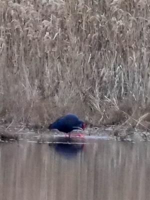 Poule sultane, Talève sultane, Porphyrion bleu Porphyrio porphyrio (Linnaeus, 1758)