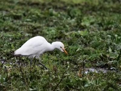 Héron garde-boeufs Bubulcus ibis (Linnaeus, 1758)