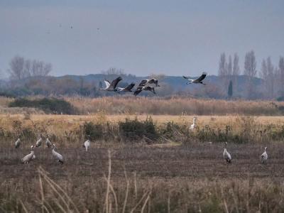 Grue cendrée Grus grus (Linnaeus, 1758)