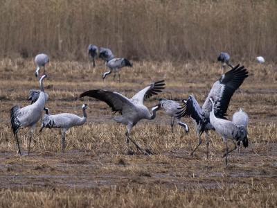 Grue cendrée Grus grus (Linnaeus, 1758)