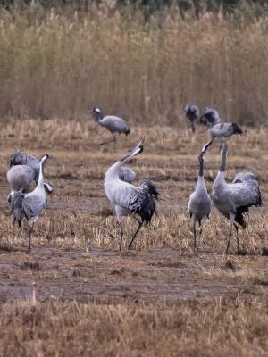 Grue cendrée Grus grus (Linnaeus, 1758)
