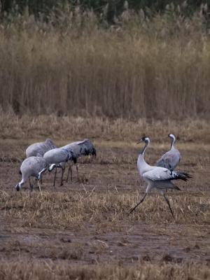 Grue cendrée Grus grus (Linnaeus, 1758)