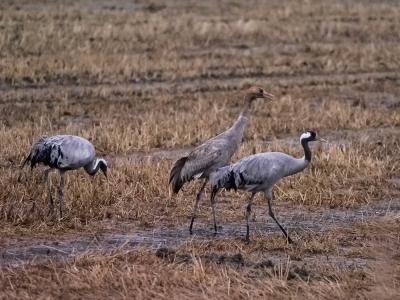 Grue cendrée Grus grus (Linnaeus, 1758)
