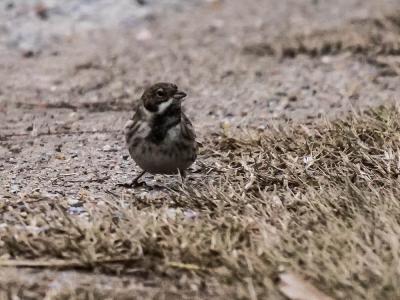 Bruant des roseaux Emberiza schoeniclus (Linnaeus, 1758)