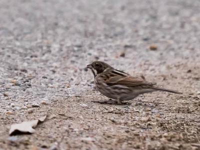 Bruant des roseaux Emberiza schoeniclus (Linnaeus, 1758)