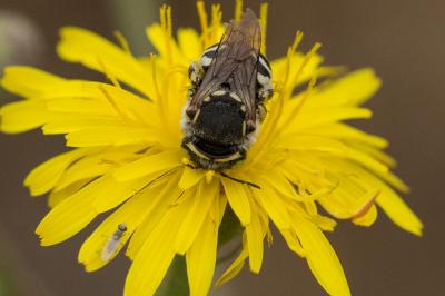  Anthidium diadema Latreille, 1809