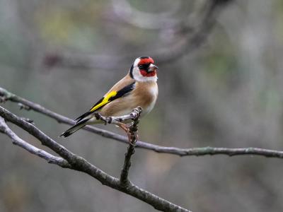 Chardonneret élégant Carduelis carduelis (Linnaeus, 1758)