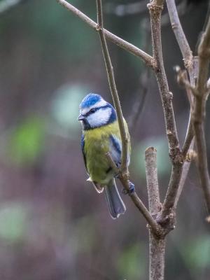 Mésange bleue Cyanistes caeruleus (Linnaeus, 1758)