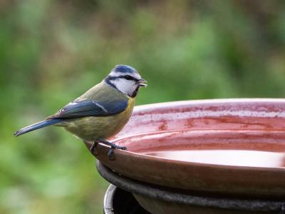 Mésange bleue Cyanistes caeruleus (Linnaeus, 1758)