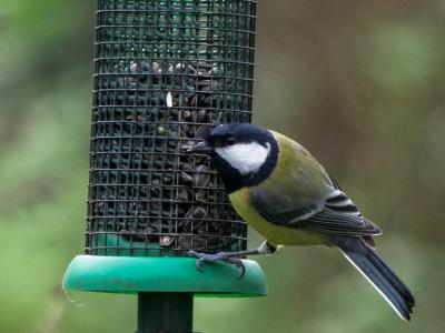 Mésange charbonnière Parus major Linnaeus, 1758