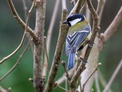Mésange charbonnière Parus major Linnaeus, 1758