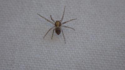  Philodromus 