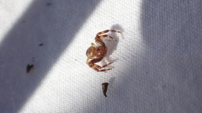 Thomise Napoléon Synema globosum (Fabricius, 1775)