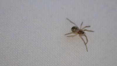 Mangore petite-bouteille Mangora acalypha (Walckenaer, 1802)