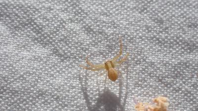 Thomise rayé Runcinia grammica (C.L. Koch, 1837)