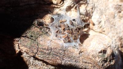Araignée Clotho Uroctea durandi (Walckenaer in Latreille, 1809)
