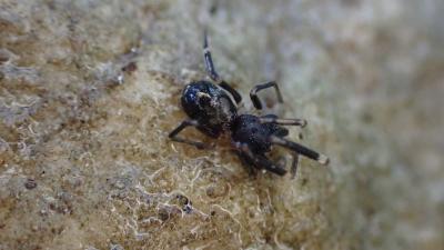  Liophrurillus flavitarsis (Lucas, 1846)