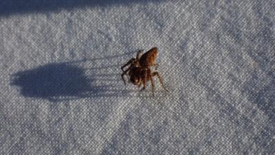 Araignée-lynx Oxyopes heterophthalmus (Latreille, 1804)