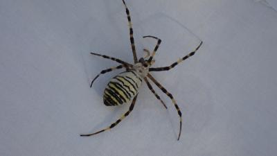 Épeire frelon Argiope bruennichi (Scopoli, 1772)