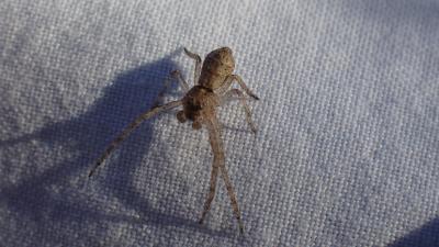  Tmarus 