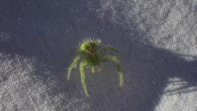 Thomise épineux Heriaeus 